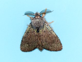 Syntypistis cyanea cyanea