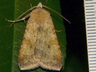 Diarsia canescens