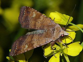 Diarsia canescens