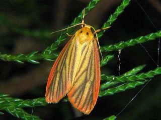 Melanaema venata venata