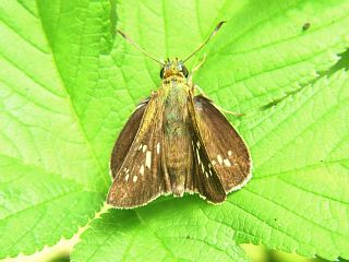 Polytremis pellucida