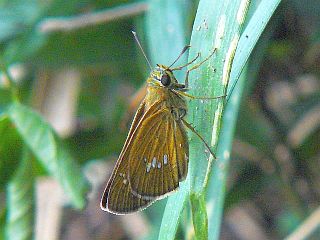 Polytremis pellucida