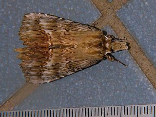 Pterostoma gigantinum