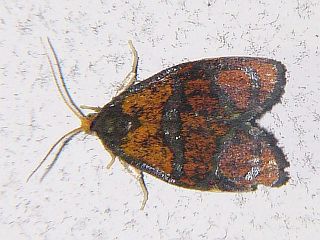 Ptycholoma lecheanum circumclusanum