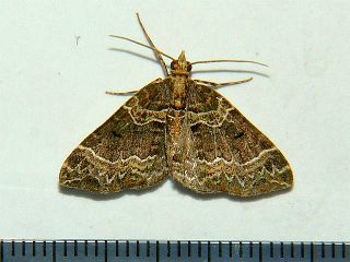 Ecliptopera umbrosaria umbrosaria