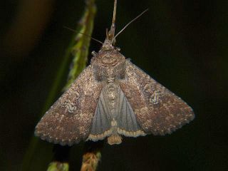Condica illecta