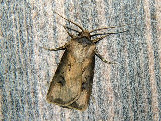 Agrotis tokionis