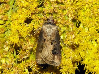 Agrotis tokionis