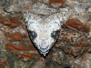 Meganola gigas