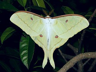 Actias artemis aliena