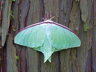 Actias artemis aliena