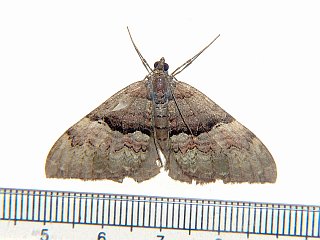 Photoscotosia lucicolens