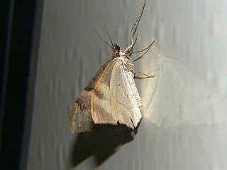 Photoscotosia lucicolens