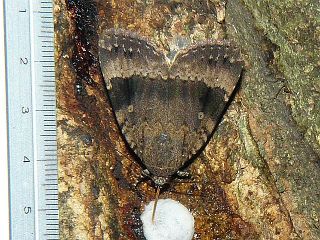 Amphipyra monolitha surnia