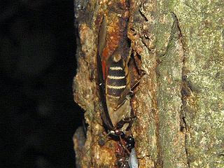 Amphipyra monolitha surnia