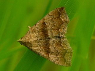 Hipoepa fractalis