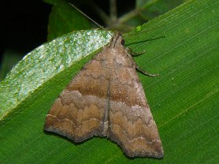 Hipoepa fractalis
