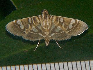 Chabula telphusalis