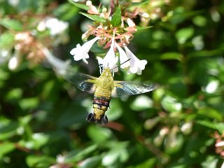 Cephonodes hylas