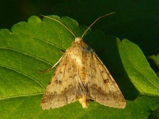 Helicoverpa armigera armigera