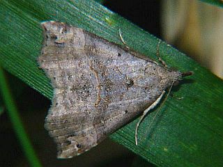 Hypena occata