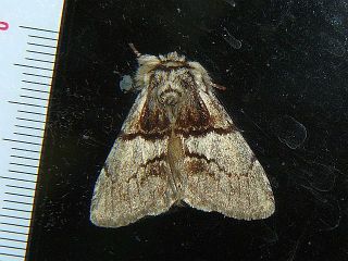 Phalerodonta manleyi manleyi
