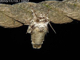 Phalerodonta manleyi manleyi