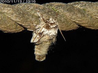 Phalerodonta manleyi manleyi