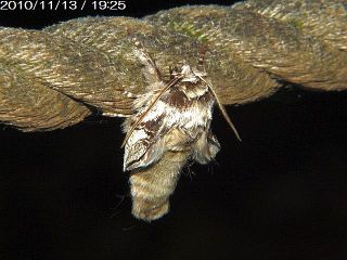 Phalerodonta manleyi manleyi