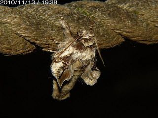 Phalerodonta manleyi manleyi