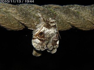 Phalerodonta manleyi manleyi