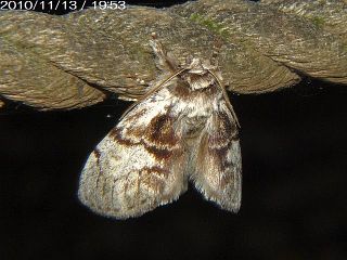 Phalerodonta manleyi manleyi