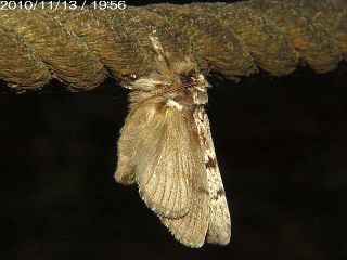 Phalerodonta manleyi manleyi