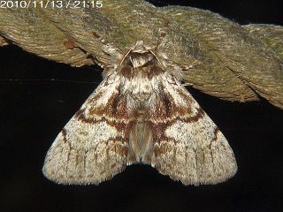 Phalerodonta manleyi manleyi