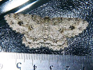 Ectropis excellens