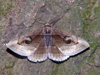 Spirama retorta