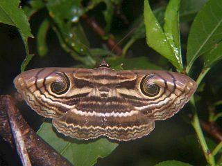 Spirama retorta