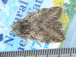 Syntypistis pryeri