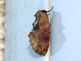 Lophontosia pryeri