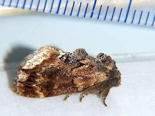 Lophontosia pryeri