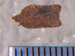 Acleris affinatana