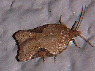 Acleris affinatana