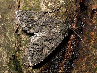 Dryobotodes pryeri