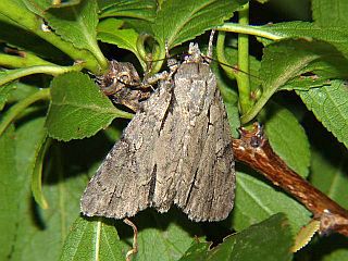Triaena intermedia