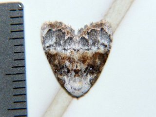 Evonima mandschuriana