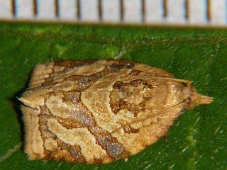 Adoxophyes orana fasciata