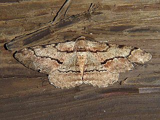 Phthonosema tendinosarium
