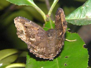 Lacera procellosa