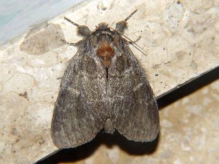 Peridea oberthueri