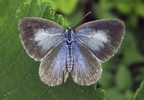 Celastrina argiolus